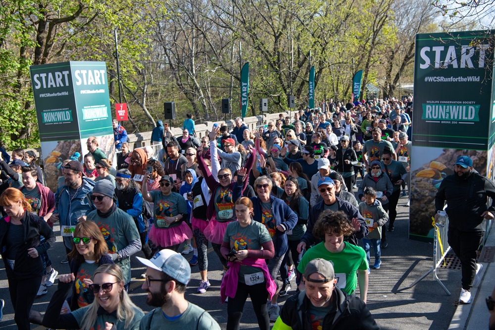 Bronx Zoo Hosts 14th Annual WCS Run for the Wild > Newsroom